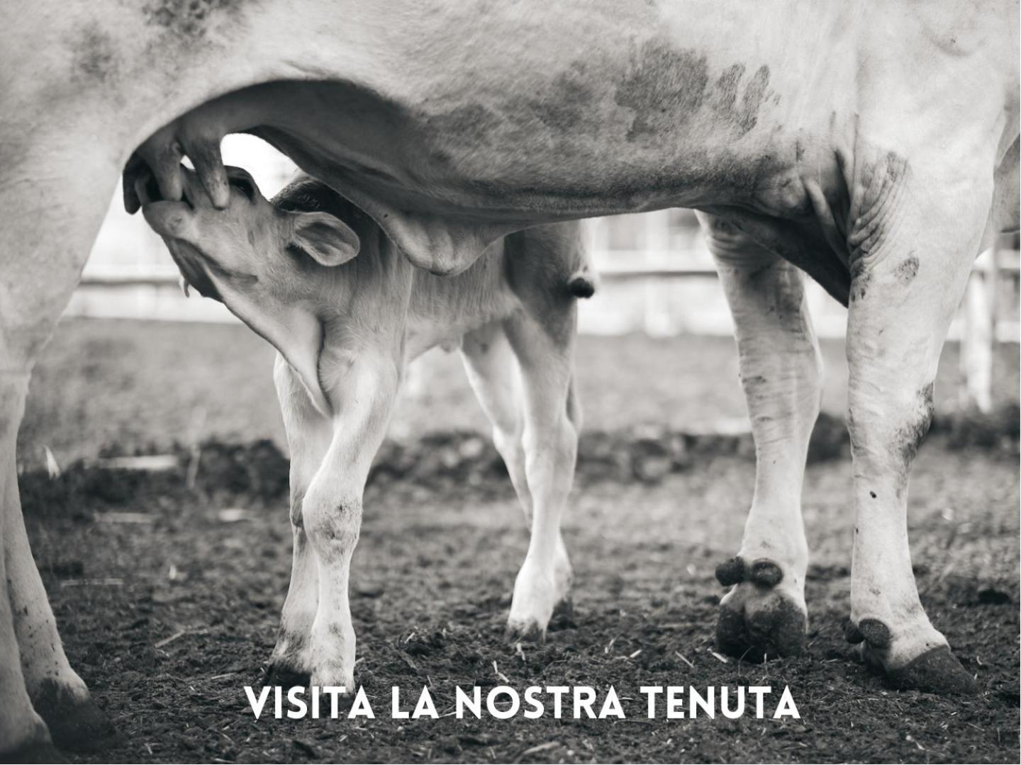 Villa La Salina Bibbona Bagian luar foto